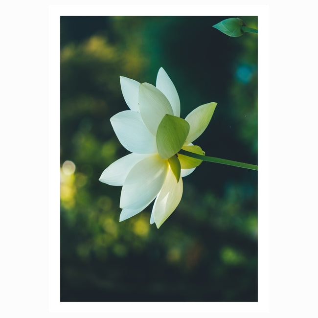 Floral Sympathy Card