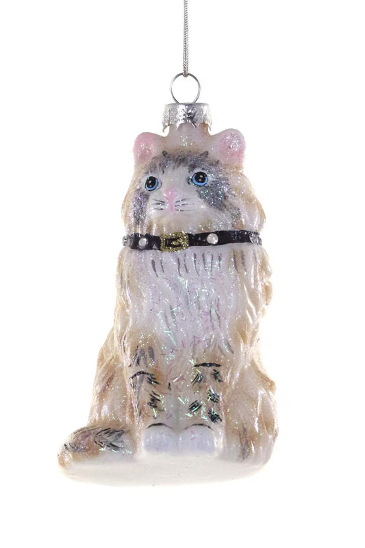 Ragdoll Cat