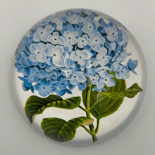 Blue Hydrangea paperweight