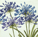 Agapanthus 2 Napkins
