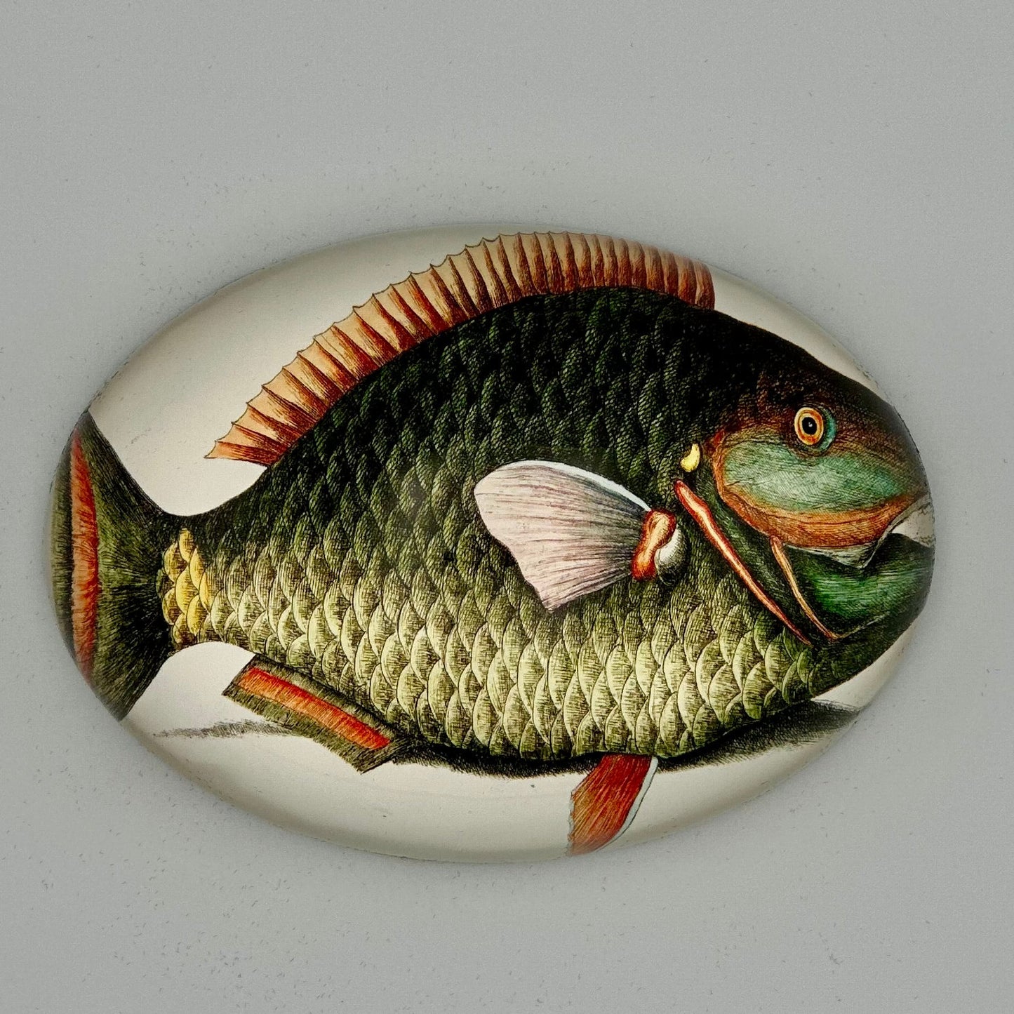 Parrot Fish oval paperweight