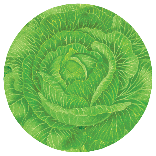 Cabbageware Salad/dessert Plates